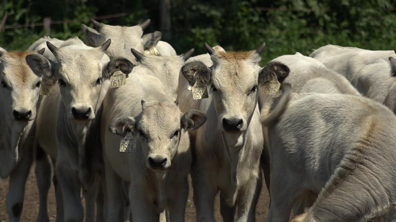 Ökológiai gazdálkodás a gyakorlatban 4. rész - Biogazdálkodás a bugaci Gál tanyán