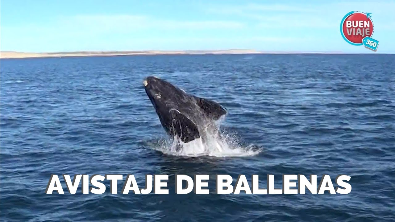 AVISTAJE DE BALLENAS 🐳 PUERTO PIR&Aacute;MIDES - MADRYN