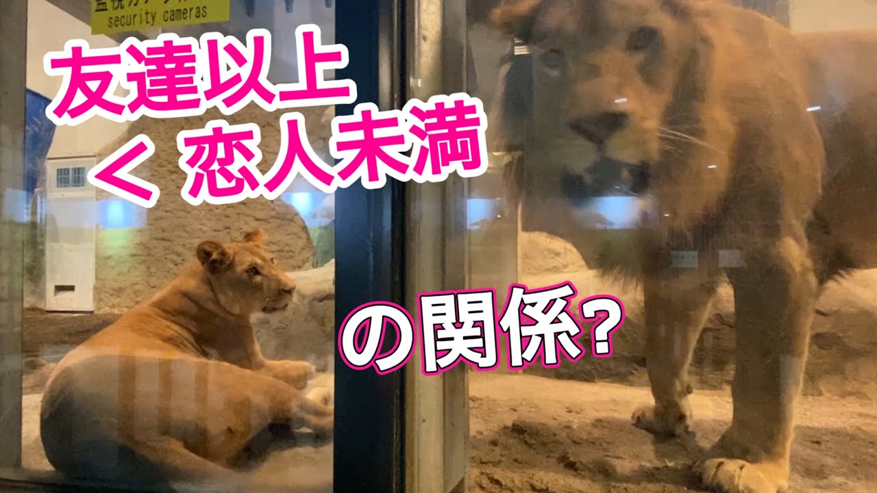 《円山動物園ライオン》イト＆パーチェの同居はいつ?じっくりゆっくりいつか花開く⁉︎vol.726/When did Lion start living together?