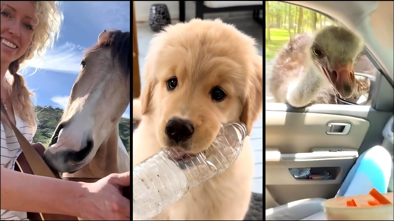 Try Not To Laugh  😂 Funniest Dogs & Cats Compilation 2026 🐈🐕