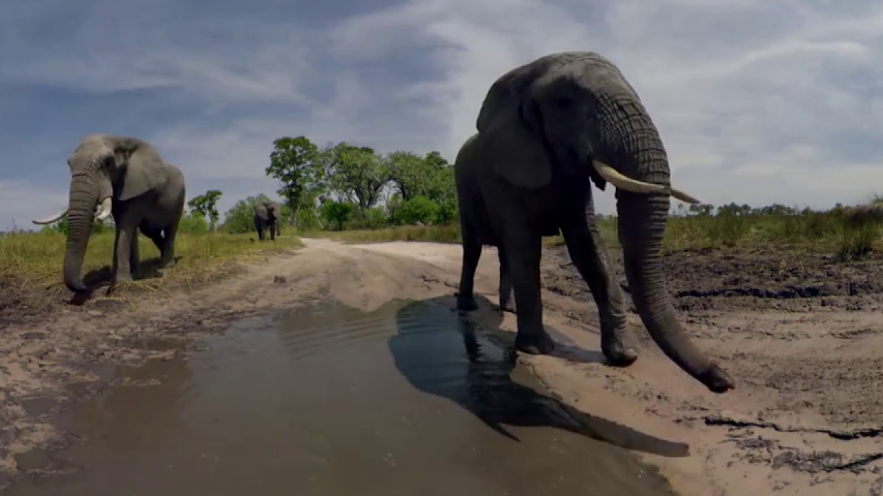 360 Video African Safari Experience
