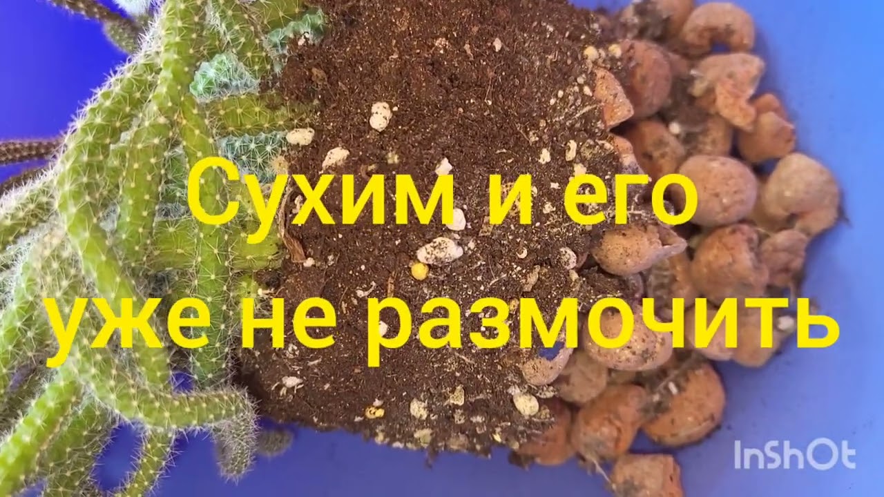 Апорокактус плетевидный. Крысиный хвост. 18.05.2023.