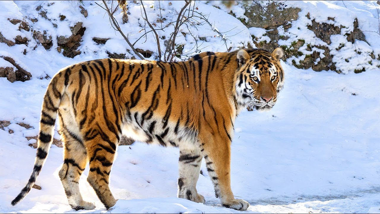 There's Snow Better Place to Be This Winter Than CMZoo!