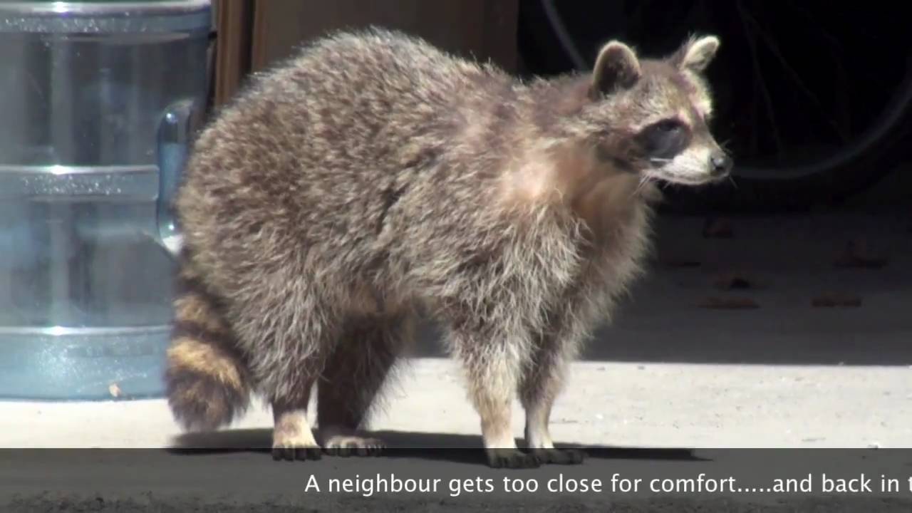 Townhouse Raccoon Baby Removal- April 12,2011