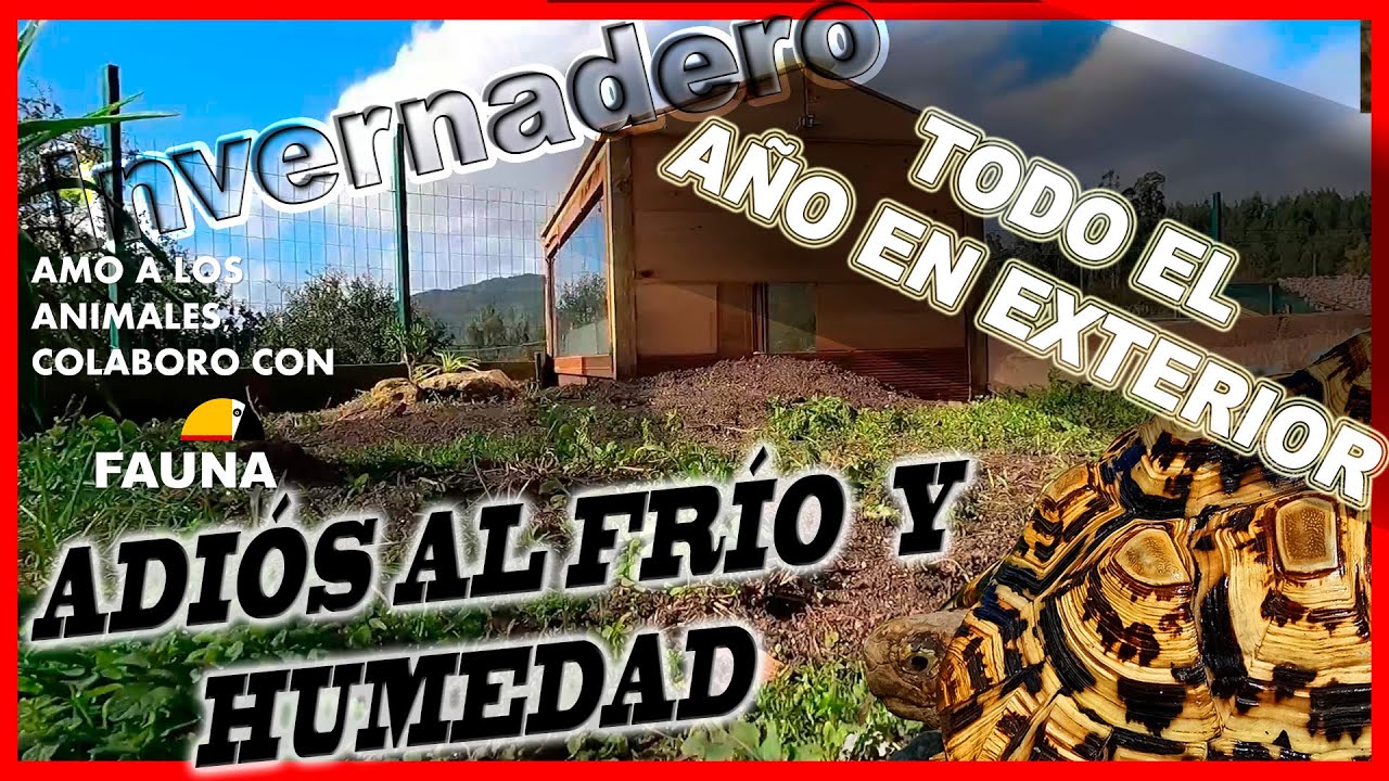 Invernadero para Tortuga Leopardo | Stigmochelys Pardalis | Recinto exterior, como prepararlo 🐢🐢