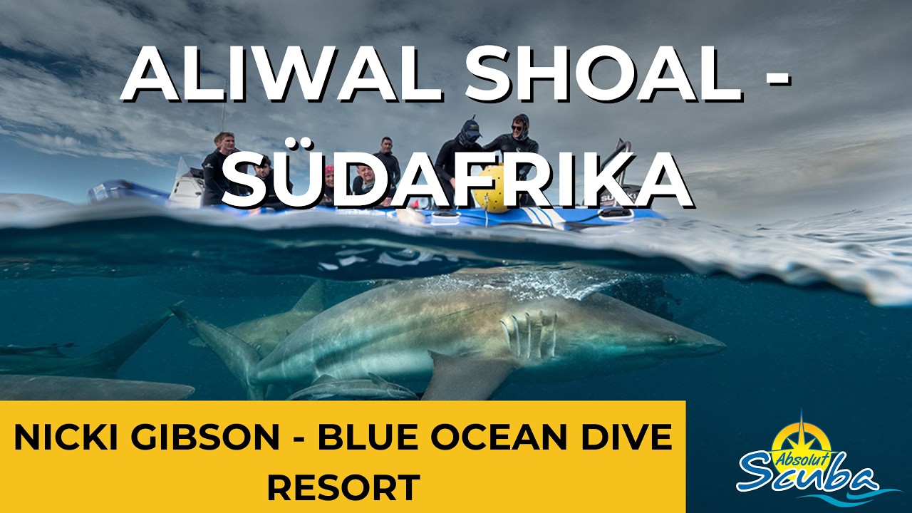 Nicki Gibson vom Blue Ocean Dive Resort: Was Dich beim Tauchen in Aliwal Shoal erwartet