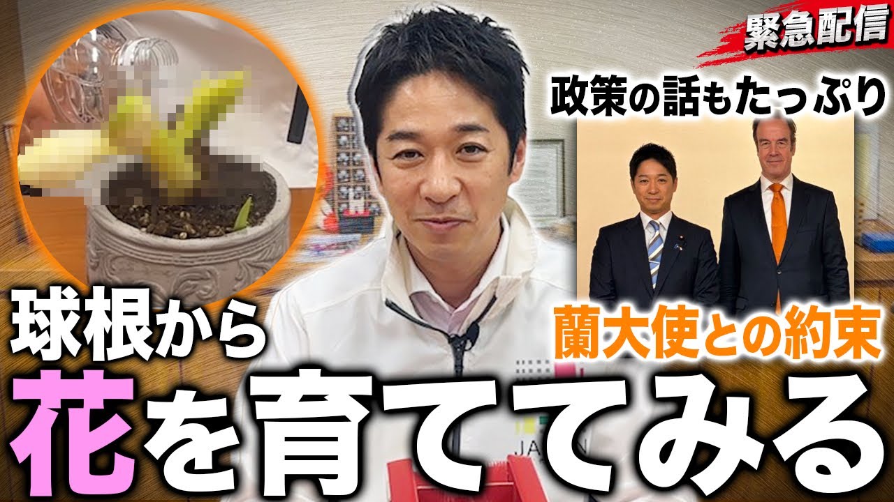 【緊急配信】藤田文武、突然、球根から花を育て始める…その理由とは？【素の文武を皆さまにお届け！】