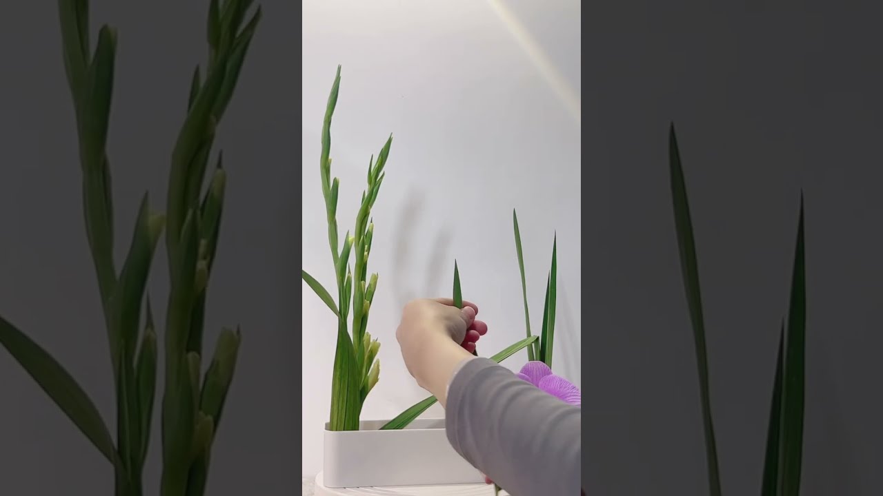 插花#劍蘭 #蝴蝶蘭  #flower  #floral #cắm hoa #gubahan bunga #生活花藝  #花艺  #花 #ikebana  #꽃 #yvoty &ntilde;emohenda