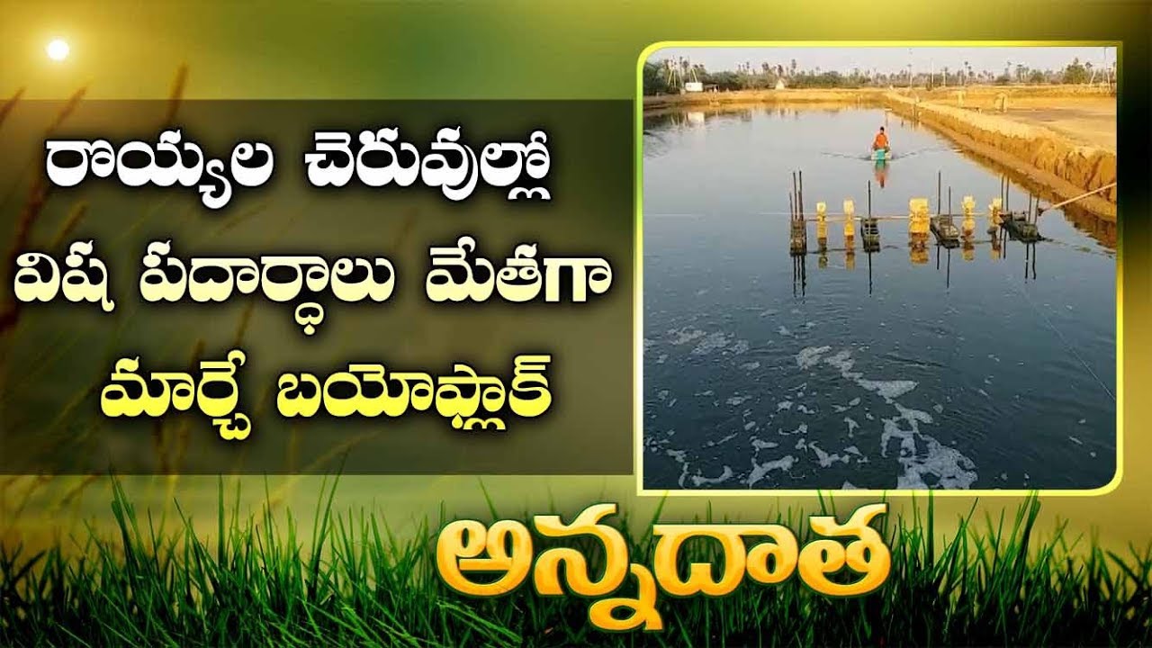 Conversion Of Pond Toxins to Useful Bacteria And Nutrients Through Biofloc Technology in Vennamai