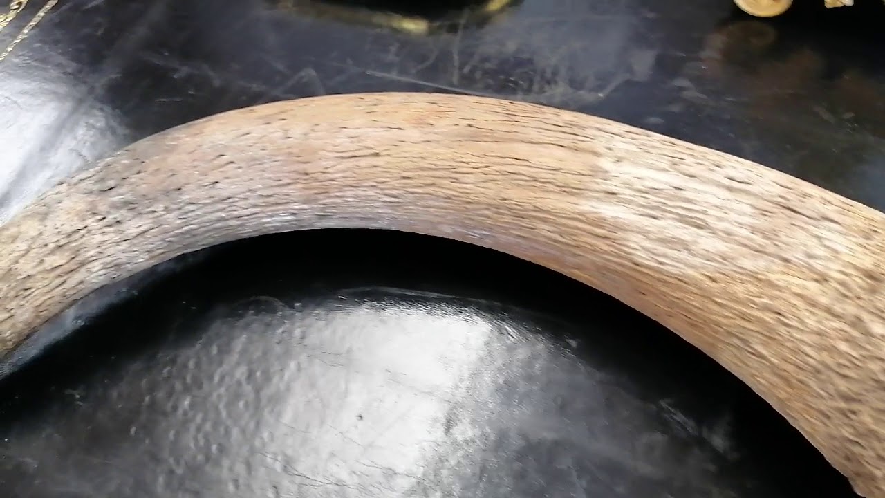 Horn from extinct aurochs found in Derby