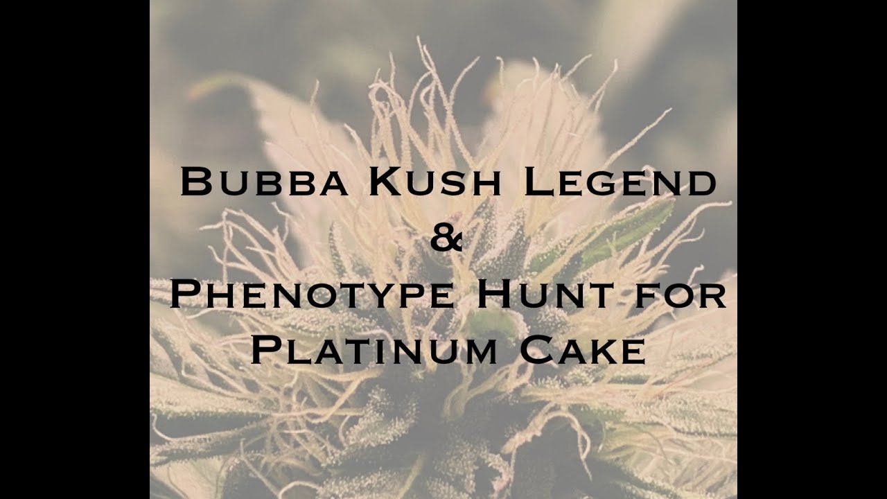 The Bubba Kush Legend & a Phenotype Hunt for Platinum Cake