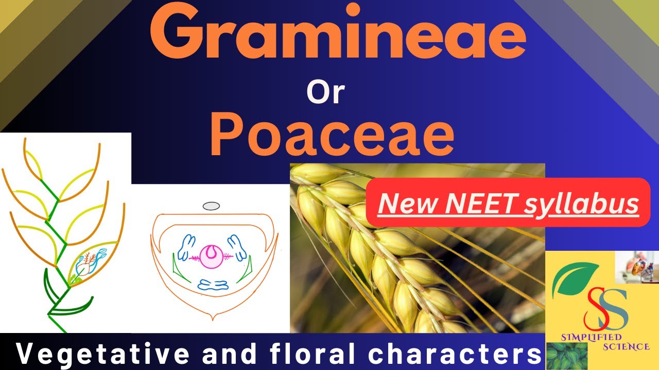 Poaceae or Gramineae Family characters, Floral formula and floral diagram/ NEET new syllabes