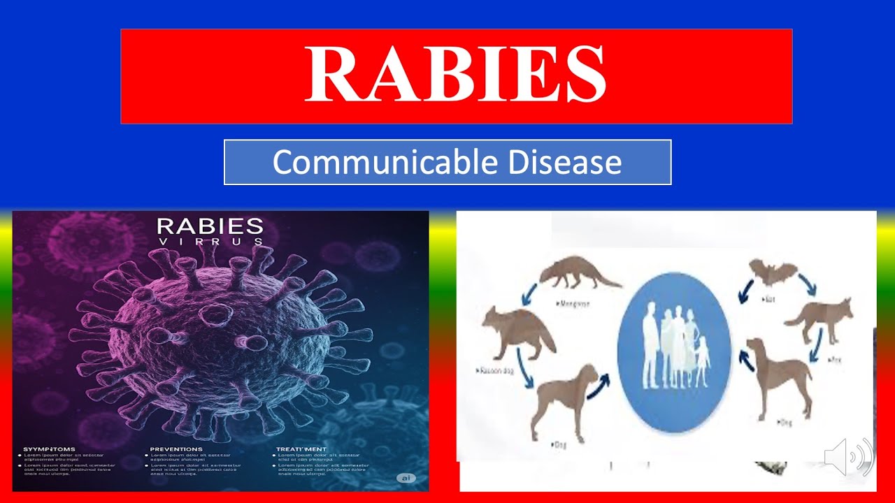 RABIES -  Definition, types, causes, pathophysiology, symptoms , diagnoses , medicine