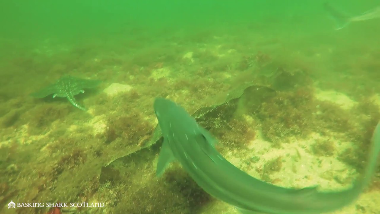 Diving with Spurdog Sharks