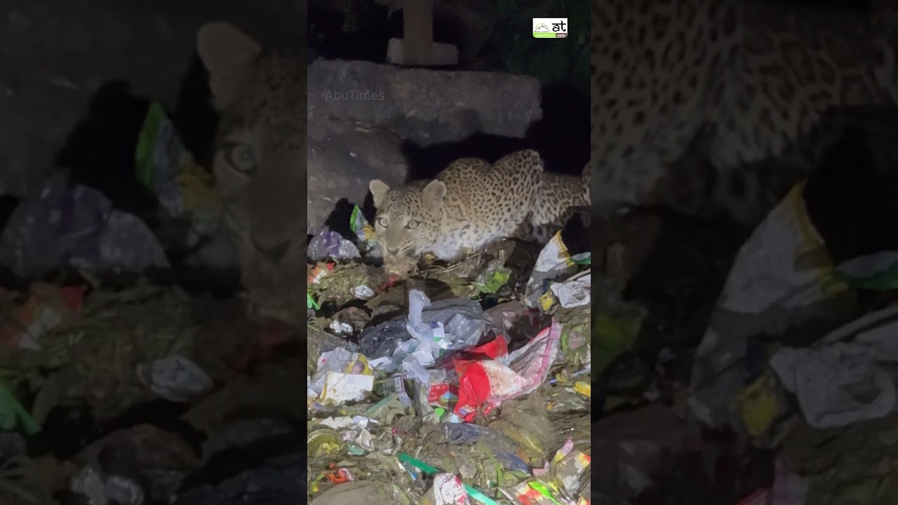 Leopard searching food in trash in Mount Abu Dumping Yard #mountabu #dumpingyard #mountabu