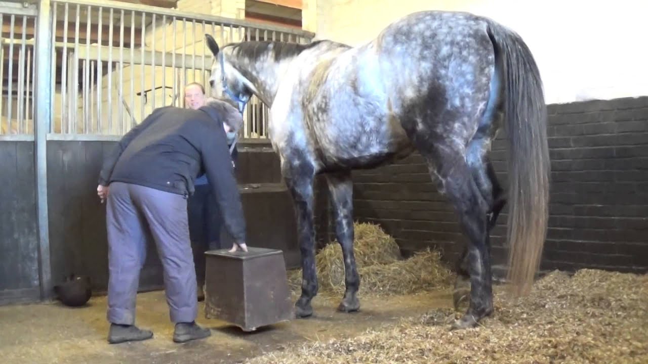 Equine McTimoney Manipulation Therapy session