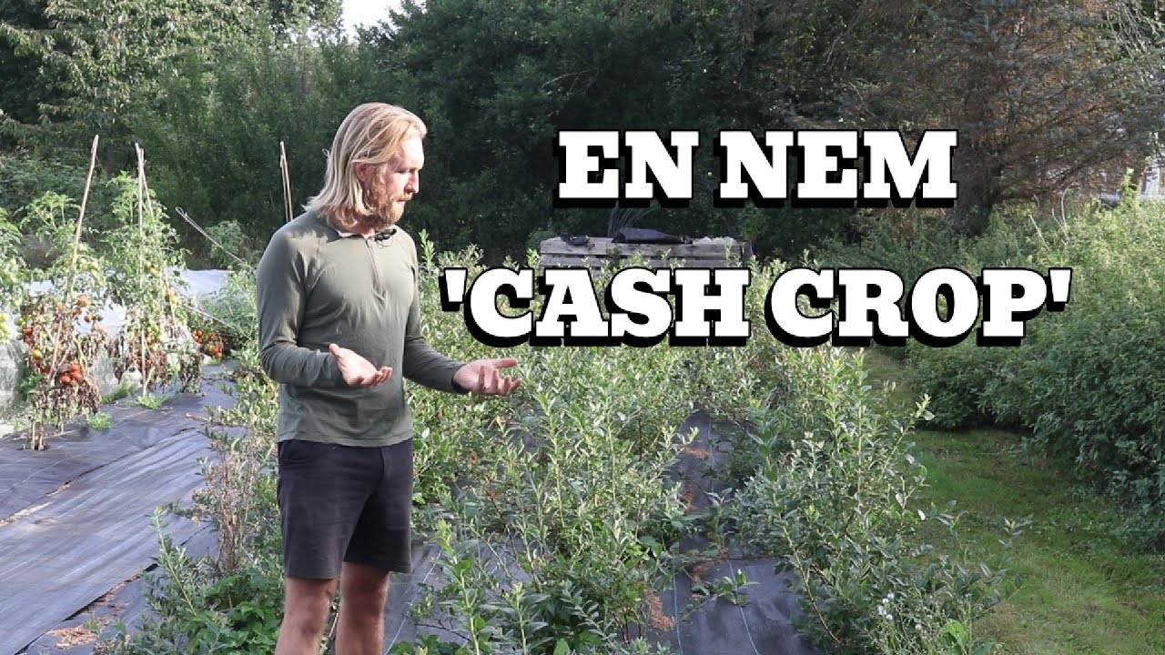 BLÅBÆR OPTUR OG TOMAT FIASKO (et par hurtige gode tips)