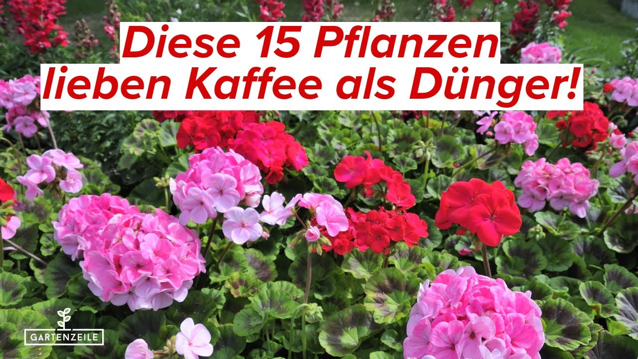 Diese 15 Pflanzen kannst du mit Kaffee d&uuml;ngen