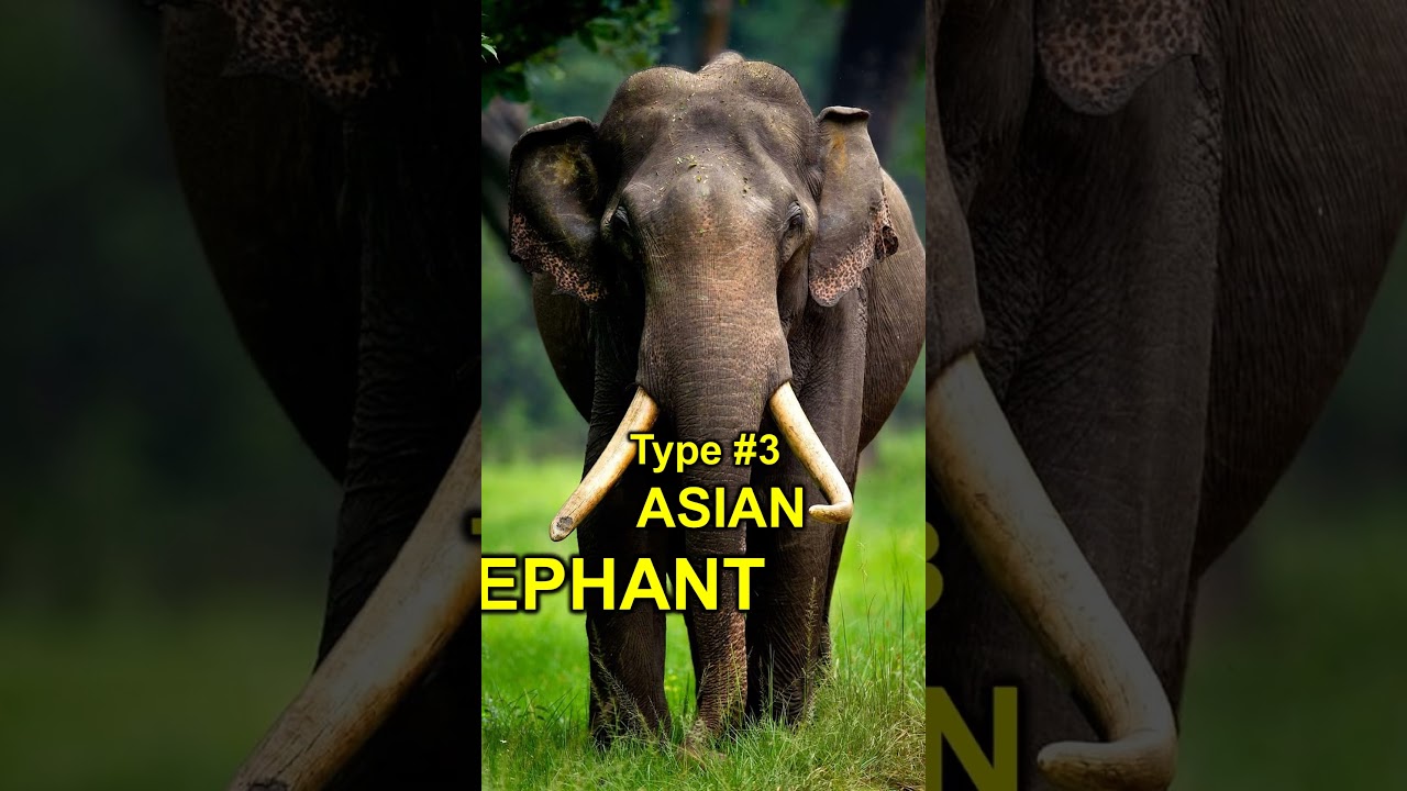 TYPES OF ELEPHANTS #ElephantLovers  #AfricanVsAsianElephants #SaveTheElephants