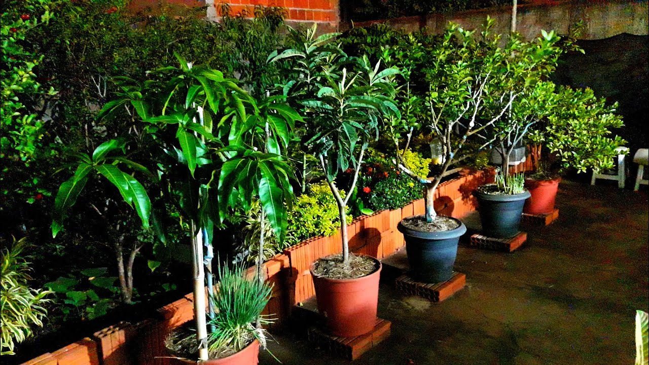 DIVERSAS FRUTÍFERAS EM VASOS | ATUALIZADO!!