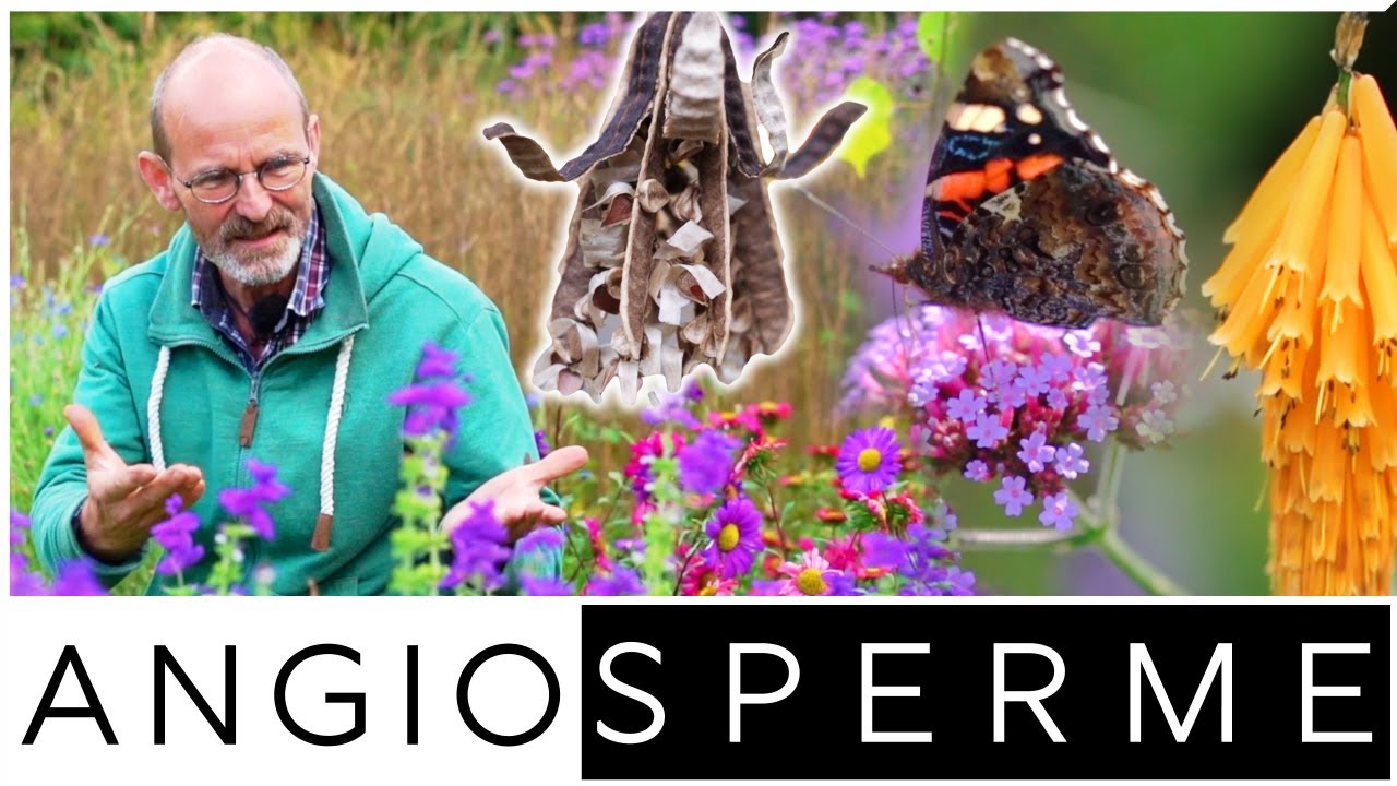 Die Vielfalt der Blütenpflanzen: Angiospermen im Alten Botanischen Garten Göttingen