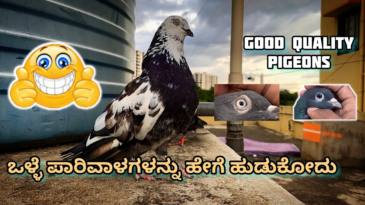 How to find good quality of pigeons in Kannada ||Prince loft|| ￼ ಒಳ್ಳೆ ಪಾರಿವಾಳಗಳನ್ನು ಹೇಗೆ ಹುಡುಕೋದು