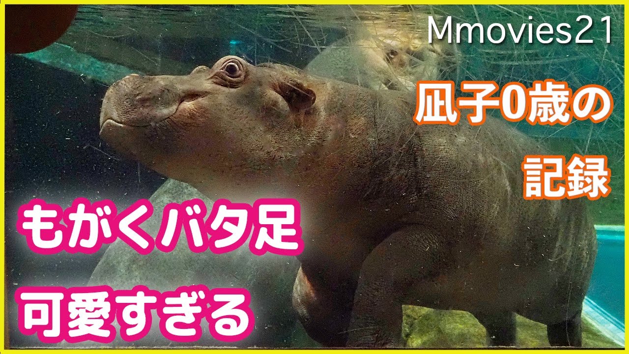 Подводная игра бегемота и милых трепещущих ног
