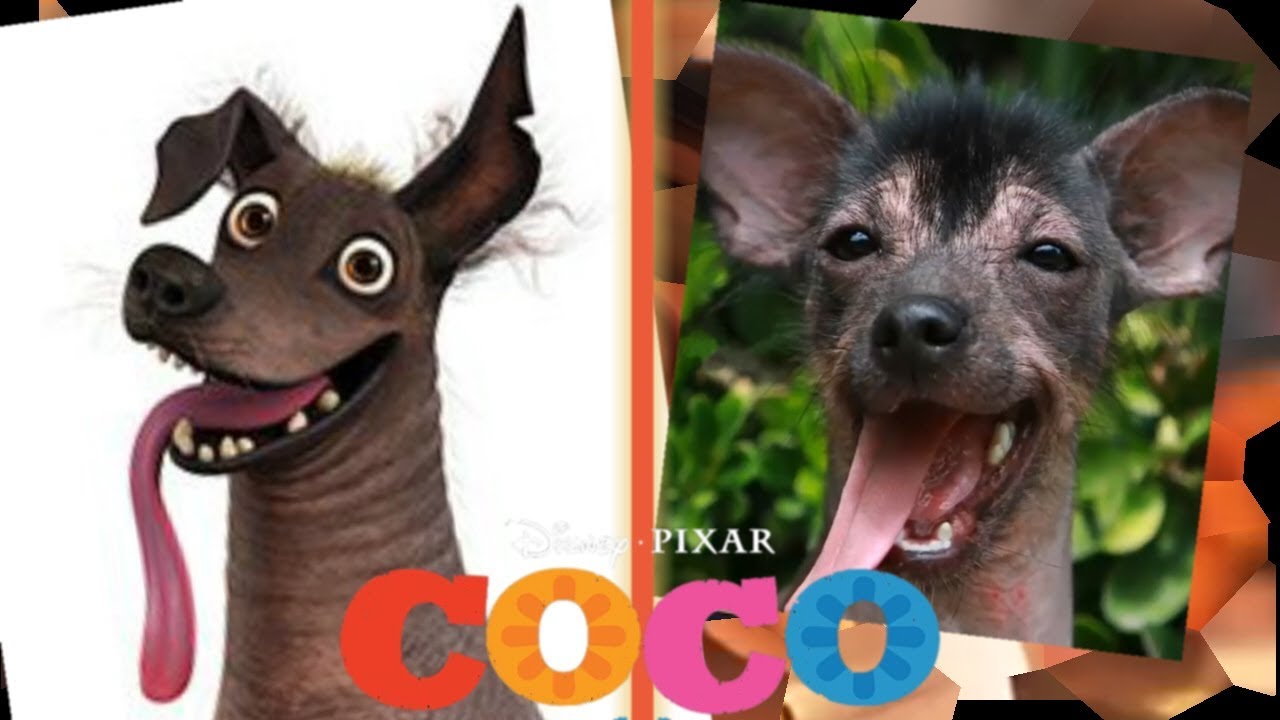 COCO in Real Life!