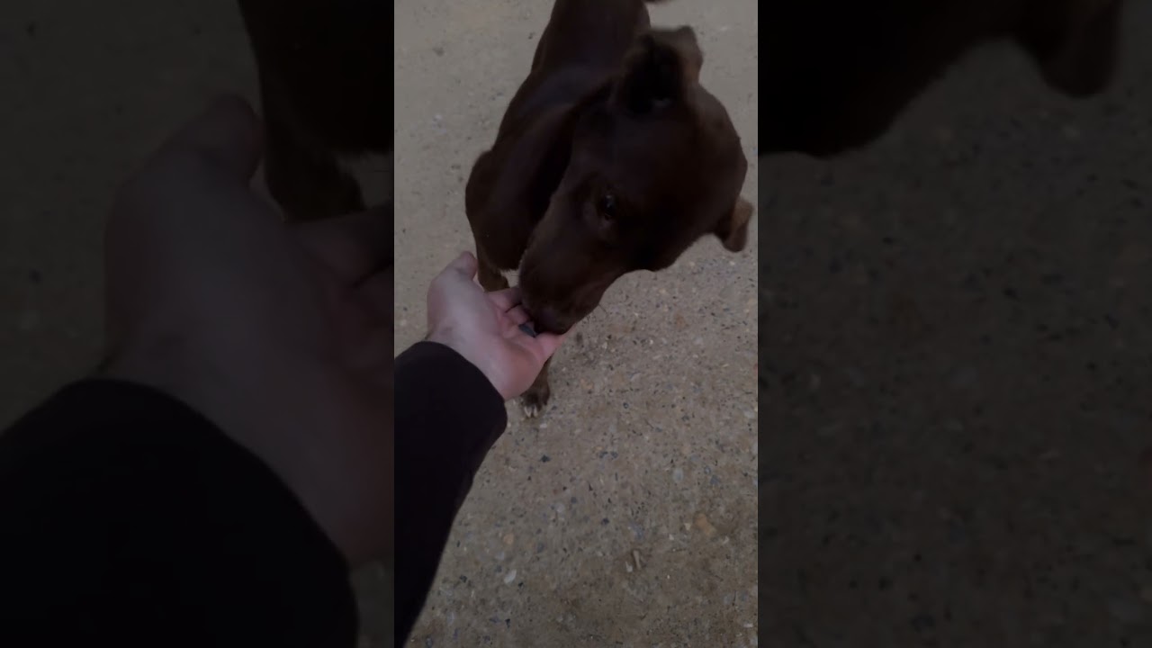 Picking up a stray dog in the national forest #straydogs #dogs #rescuedog