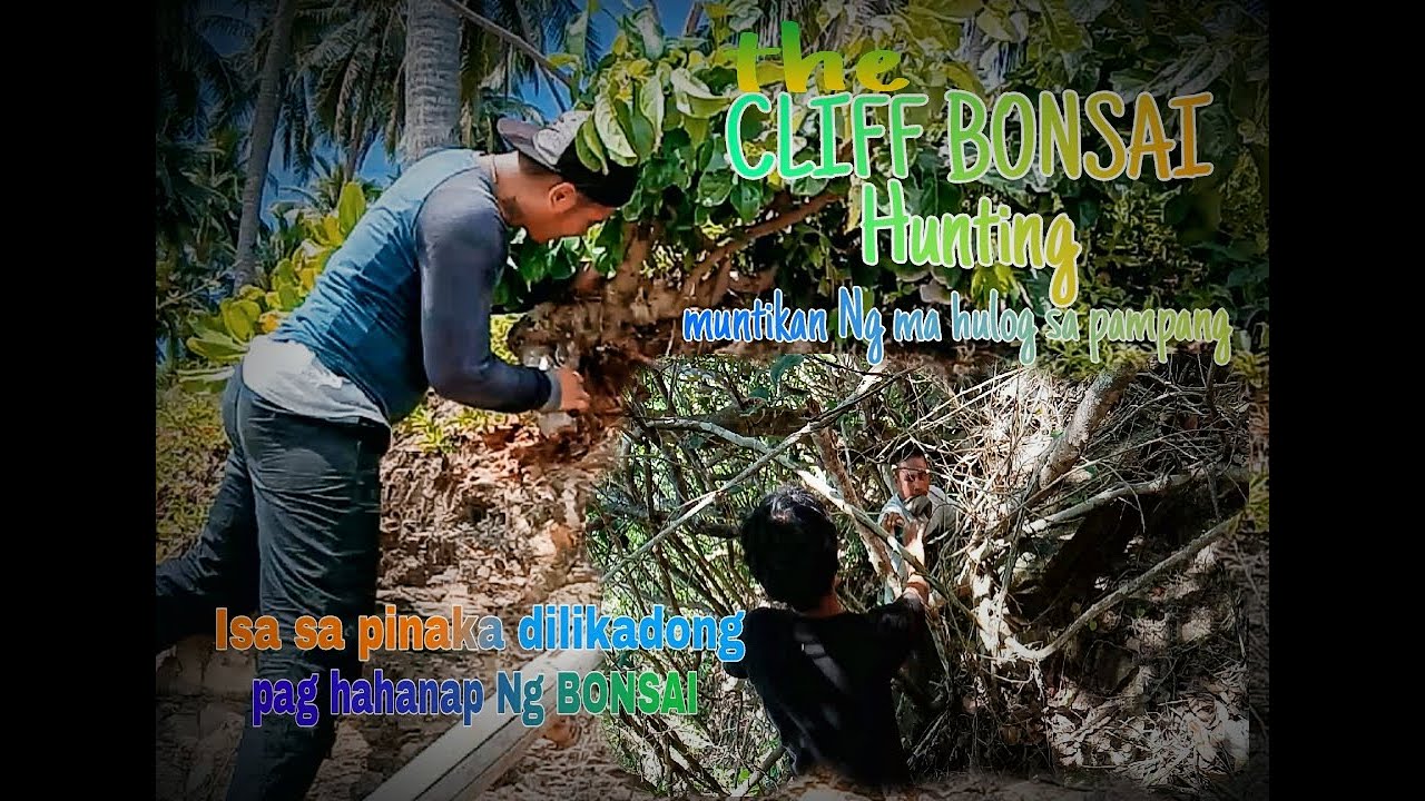How to hunt|Cliff bonsai hunting in the Philippines|coastal area bonsai hunting