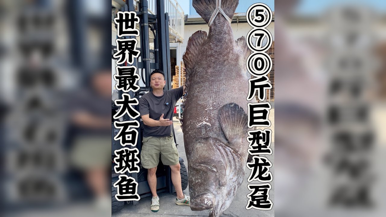 世界上最大的石斑鱼，570斤巨型龙趸石斑。他的肚子里面有一只鹿，不知道好不好吃。