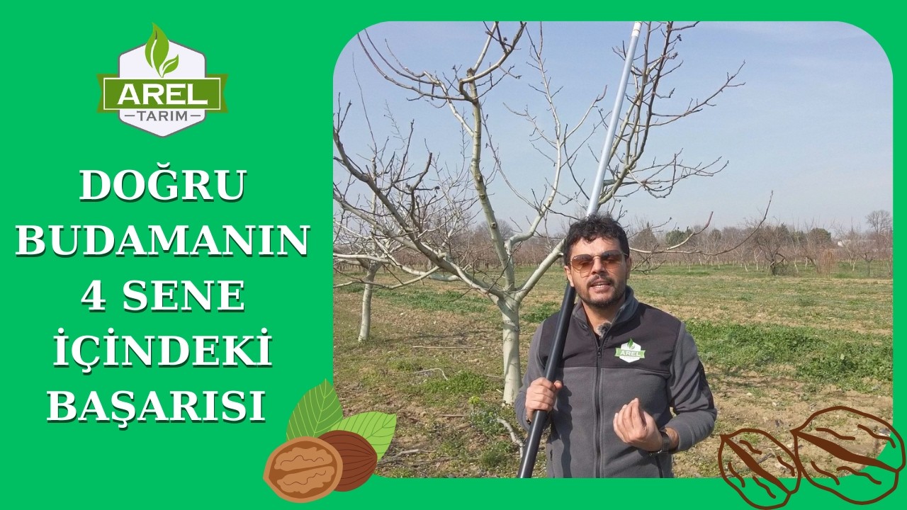VERİMSİZ CEVİZ AĞACININ DOĞRU BUDAMA İLE EVRİMİ (Bölüm 2)
