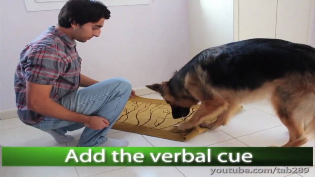 Dog Trick Tutorial: 