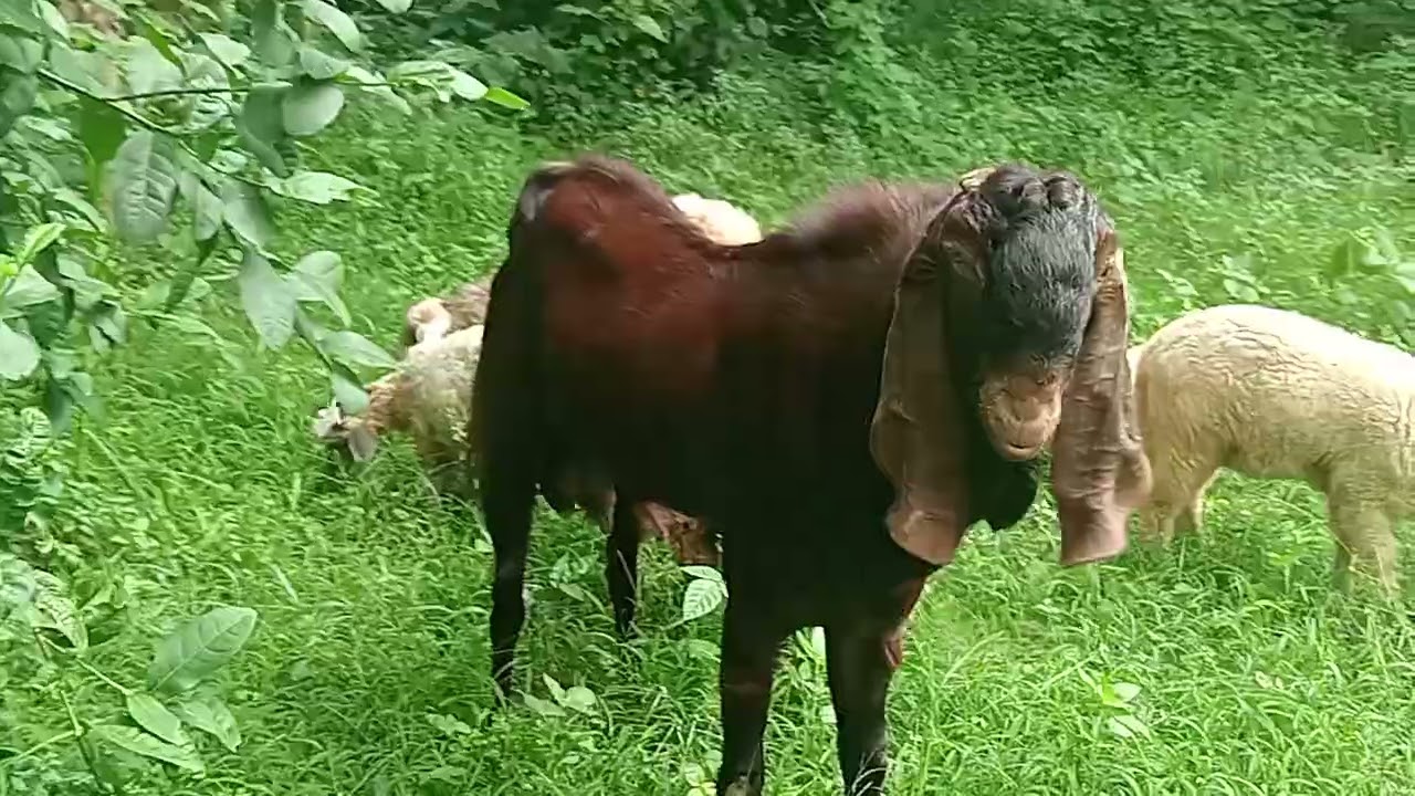 একজন খামারি কি কি যোগ্যতা থাকা দরকার? জানতে হলে পুরো ভিডিওটি দেখুন।