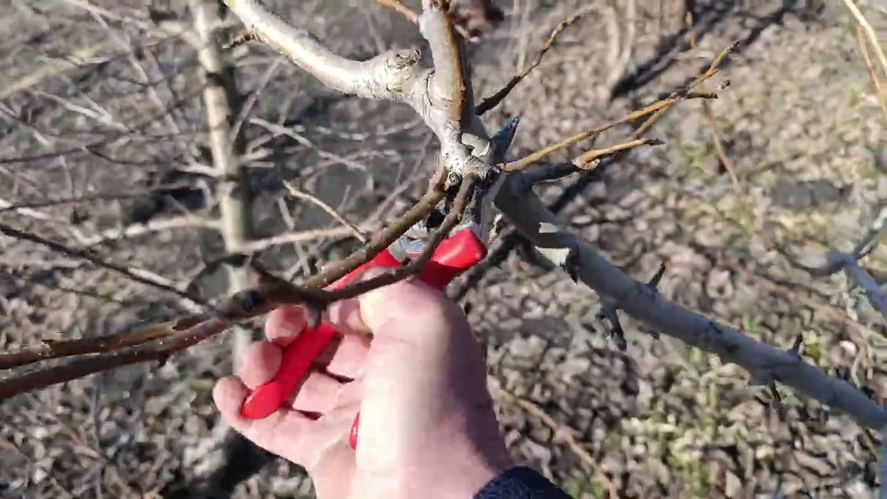 Обрізка груші сорту Ноябрська ( Ксена).