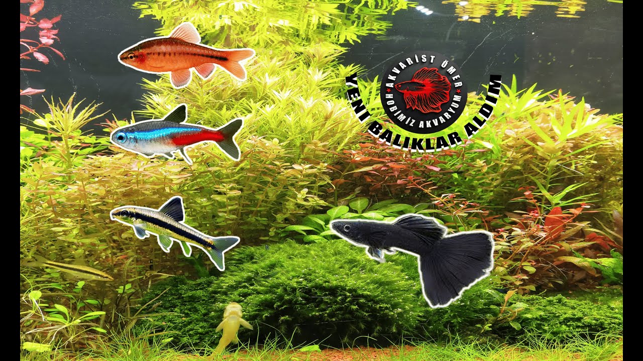 YENİ BALIKLAR ALDIM (FULL BLACK LEPİSTES, NEON TETRA, SAE, KİRAZ BARBUS) VE AKVARYUM ODASI SON DURUM