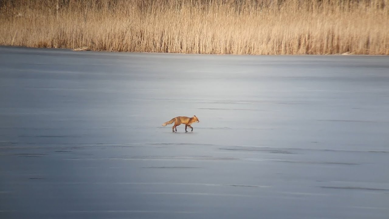 R&auml;v (Vulpes vulpes) p&aring; J&auml;rvaf&auml;ltet, mars-2021