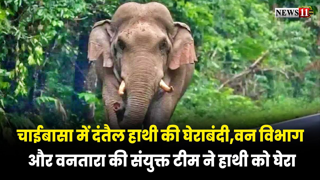 चाईबासा में दंतैल हाथी की घेराबंदी,वन विभाग और वनतारा की संयुक्त टीम ने हाथी को घेरा