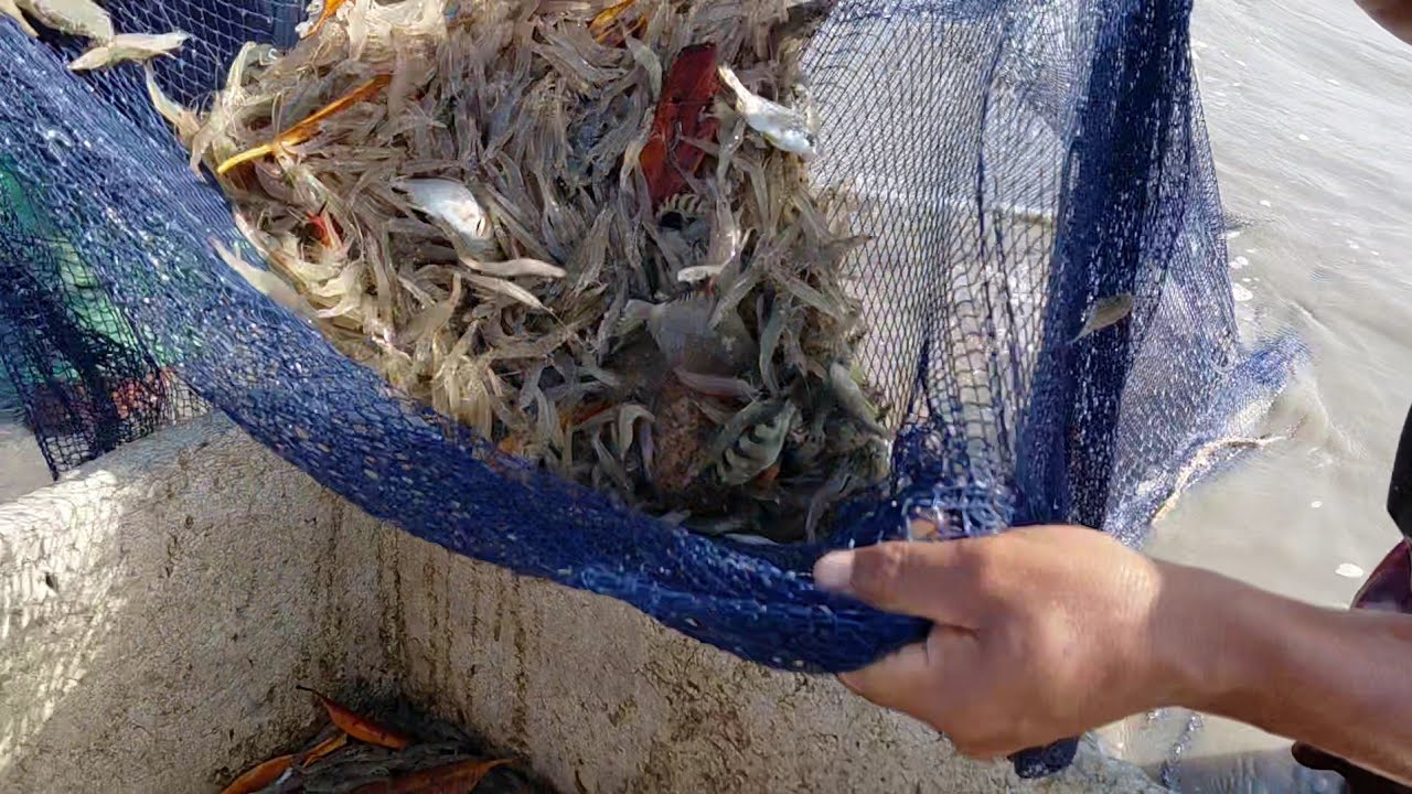 MAIS DE DEZOITO PESCADORES NÃO DERAM CONTA DE ACABAR COM ESSES CAMARÃO, MUITA FARTURA NESSE LUGAR.