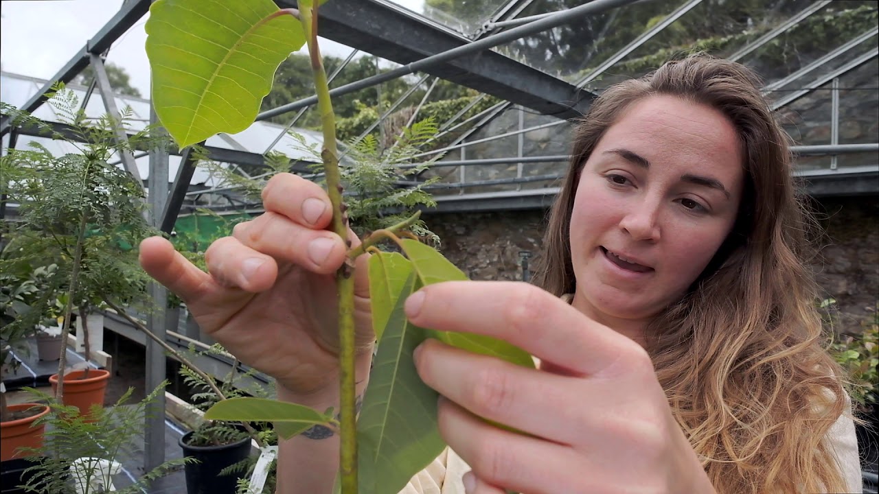 How to control scale insect - Burncoose Nurseries