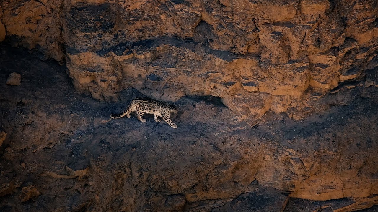 Snow Leopard Expedition at Langza Village ( Spiti )
