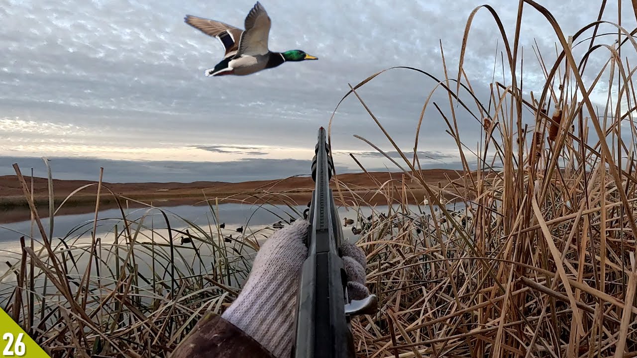 MIXED BAG Kayak Duck Hunt (All Drakes) | Solo Duck Hunt Over a COOT Raft
