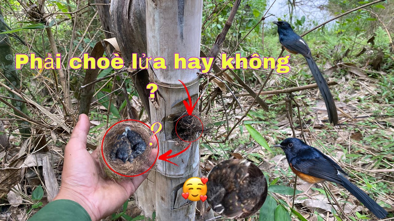 Đi Tìm Tổ Chim Choè Lửa 2025 Và Cái Kết Đắng . Xem Đi Tìm Tổ Chim Choè Lửa Rừng Cực Chất |Duy Tôm TV