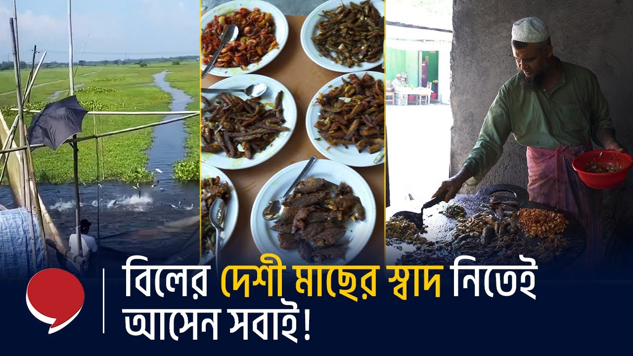 গাজীপুরের ভাইরাল বেলাই বিলের মাছ কেন এত জনপ্রিয়? | Belai Bil Gazipur | Hello Bangladesh