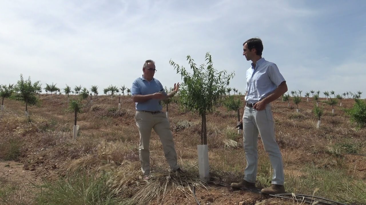 Poda Avijor L. Mingorra Nueva Plantaci&oacute;n 2022