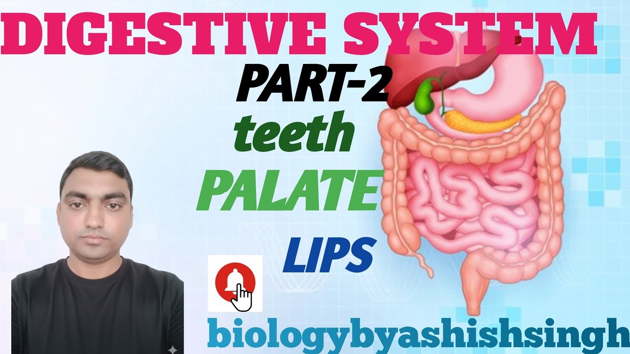 Digestive system part 2. Teeth . Palate. Lips