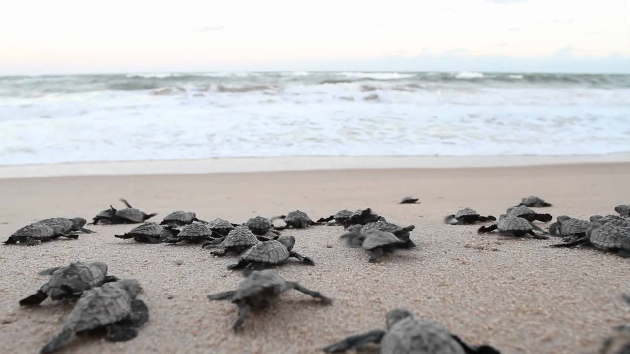 As tartaruguinhas continuam indo para o mar.