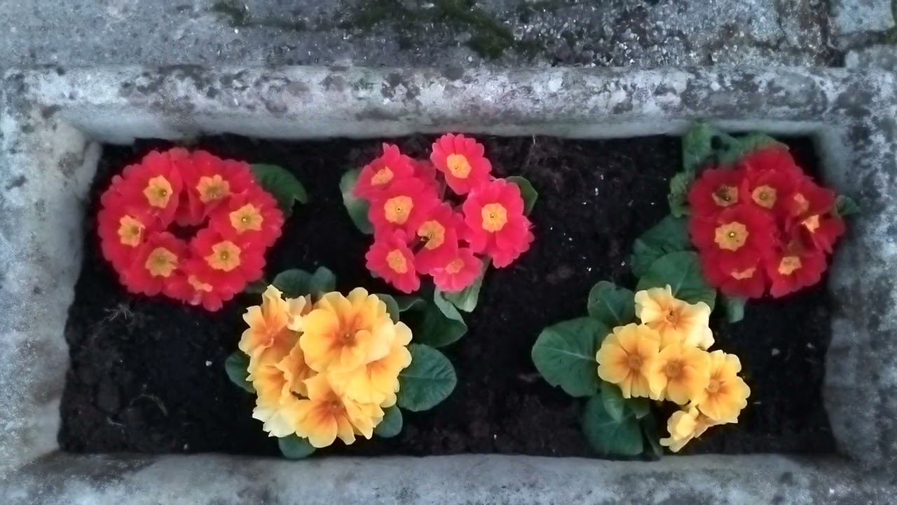 🌼 Vibrant Colors Of Vibrant Days 🌼 March 4th, 2026