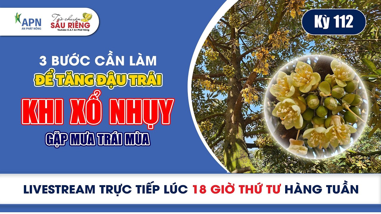 APN - 3 BƯỚC CẦN LÀM ĐỂ TĂNG ĐẬU TRÁI KHI XỔ NHỤY GẶP MƯA TRÁI MÙA | KỲ 112