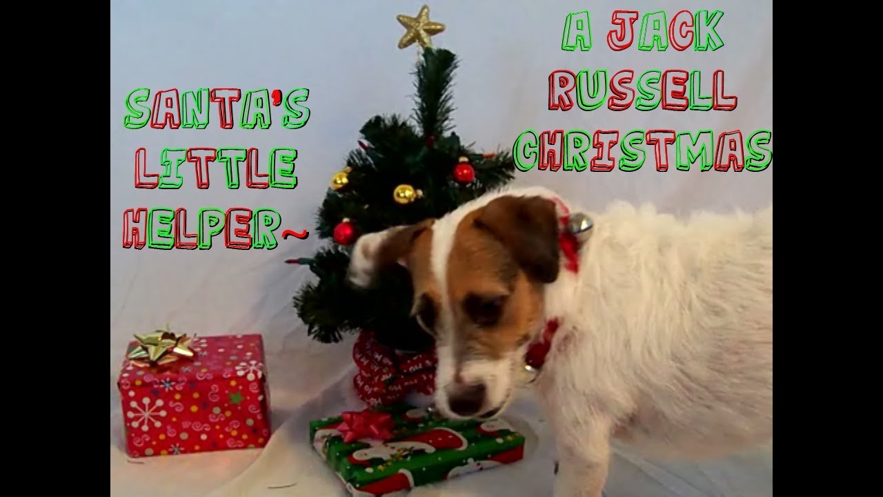 Santa's Little Helper! 